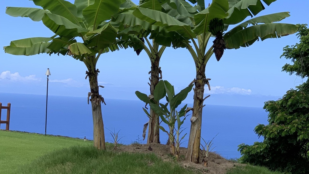 Photo of Others in Holualoa