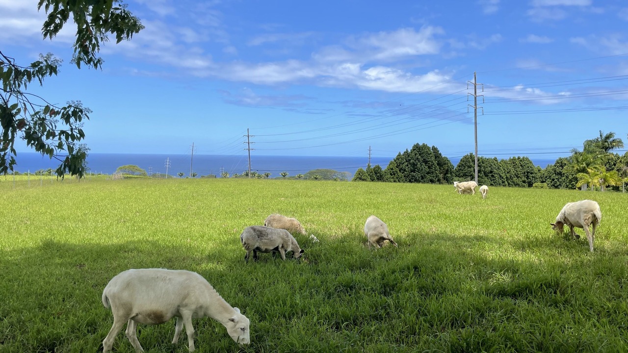 Photo of Outdoor in Pepeekeo