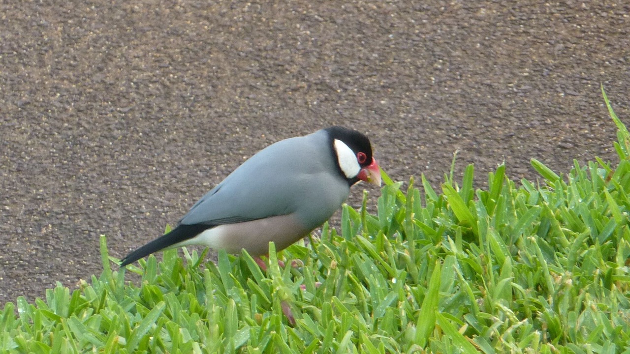 Photo of Others in Napili