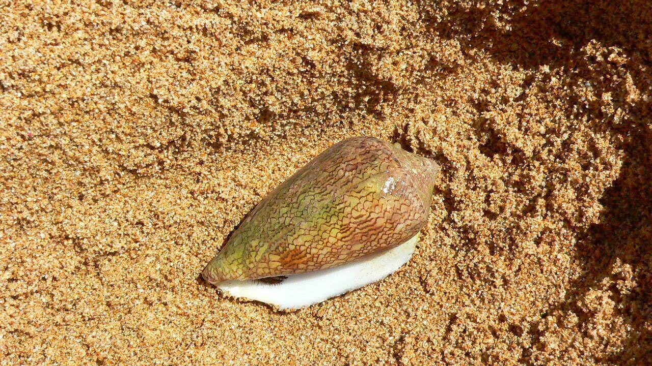 Photo of Others in Maunaloa