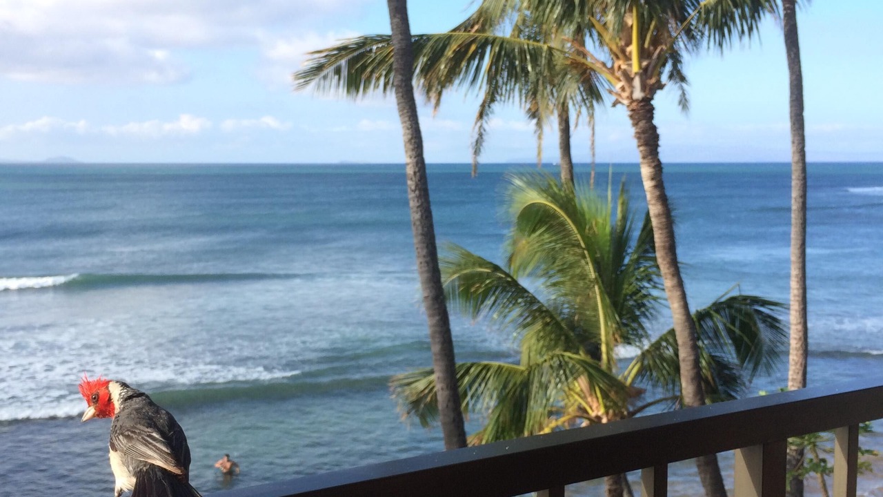 Photo of Others in Maalaea