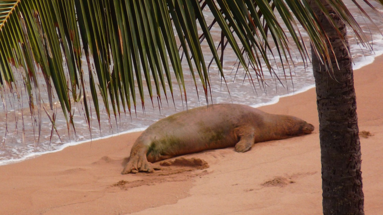 Photo of Others in Makaha