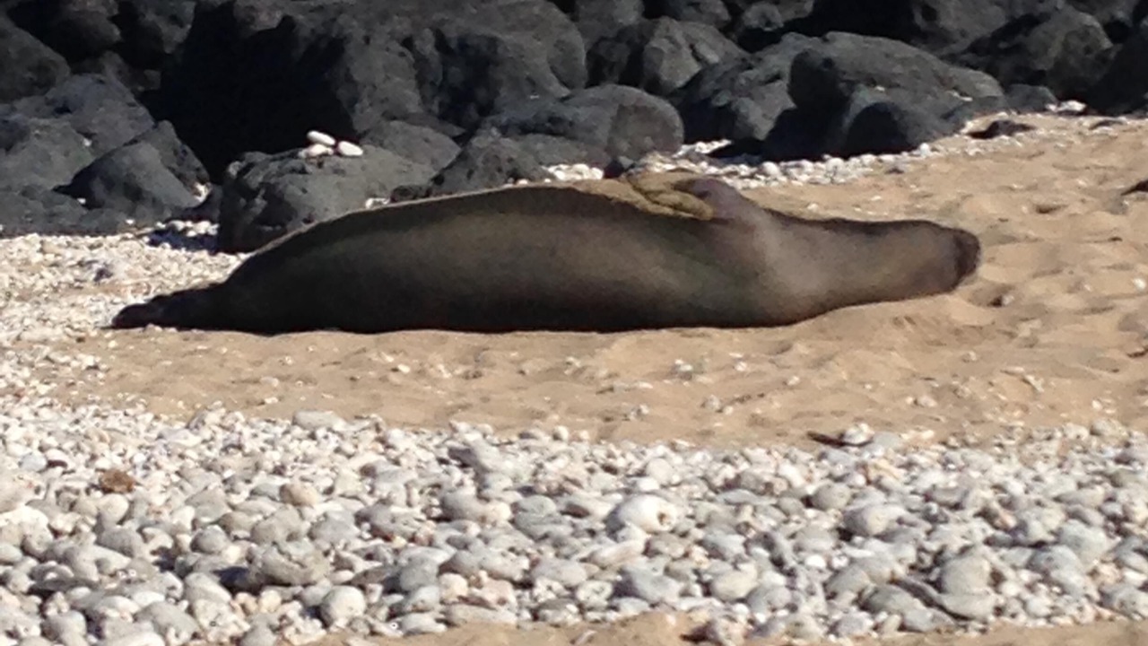 Photo of Others in Makaha