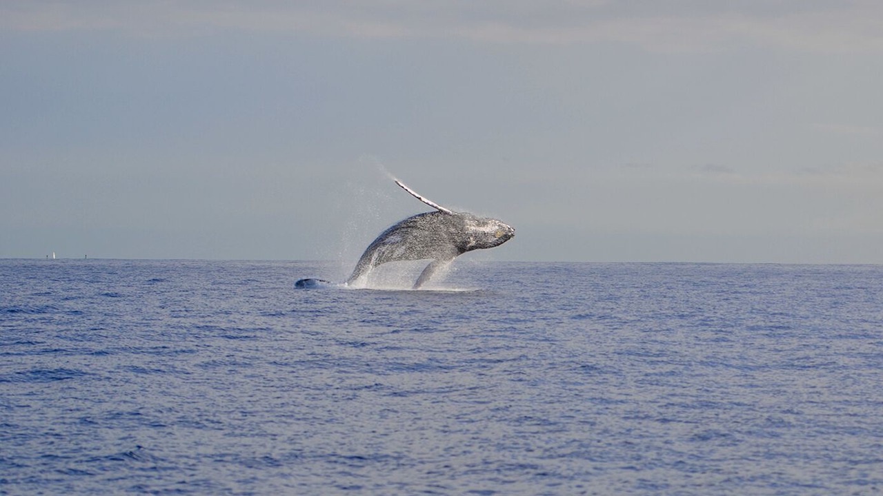 Photo of Others in Makaha