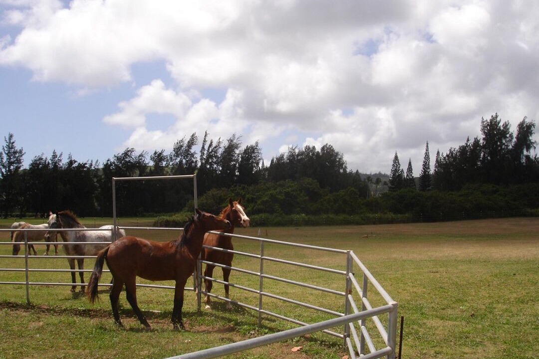 Photo of Others in Kahuku