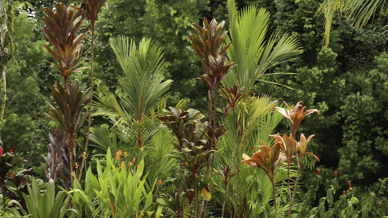 Photo of Outdoor in Keaau
