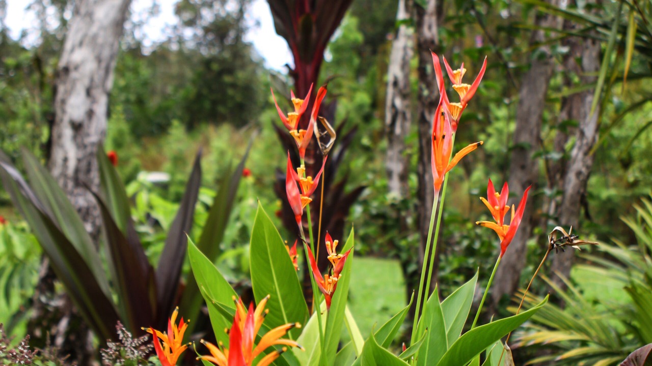 Photo of Outdoor in Keaau