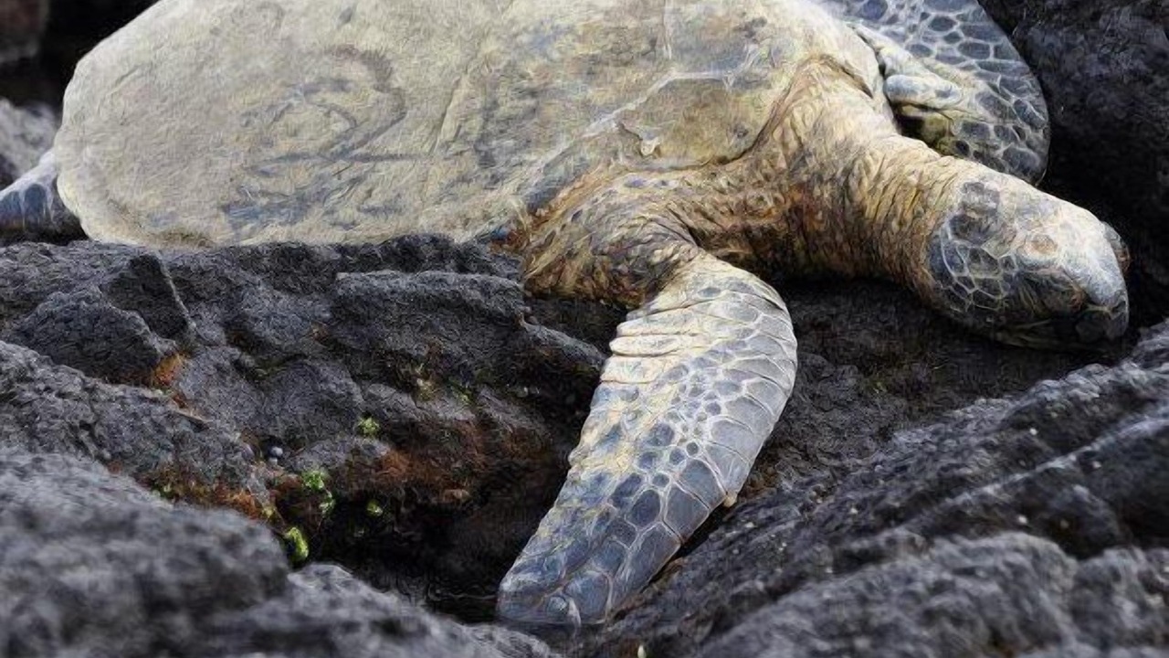 Photo of Others in Waikoloa