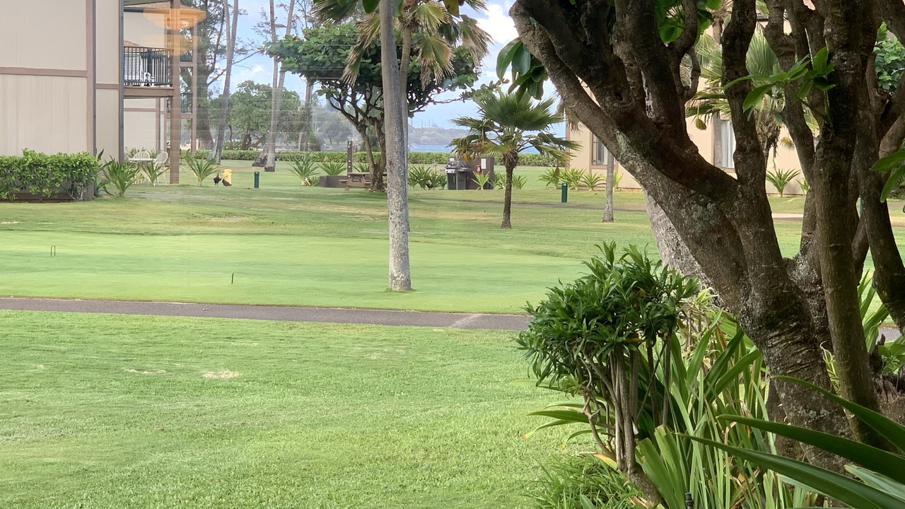 Photo of Outdoor in Kapaa