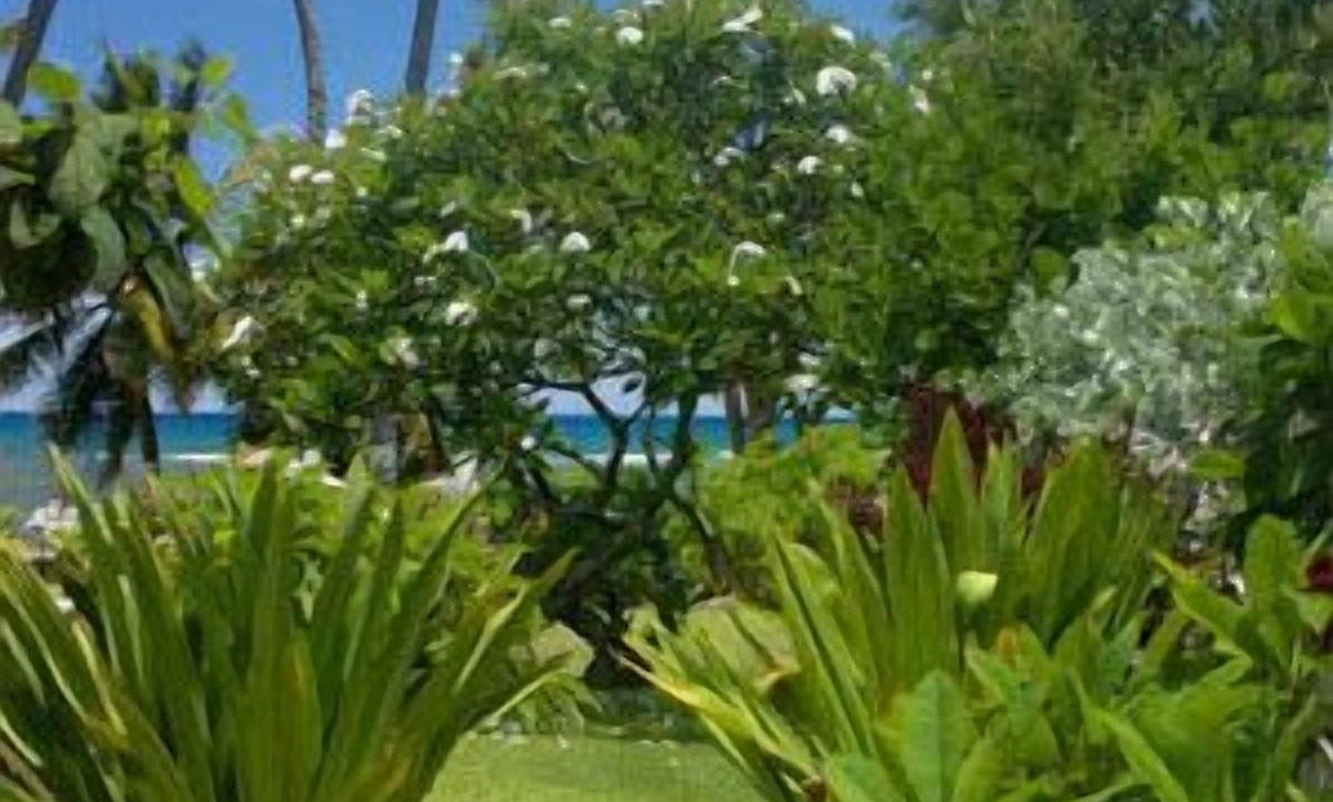 Photo of Outdoor in Mokuleia