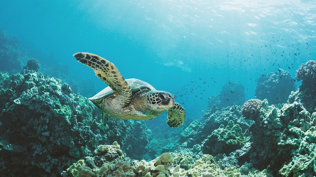 Photo of Others in Kapoho