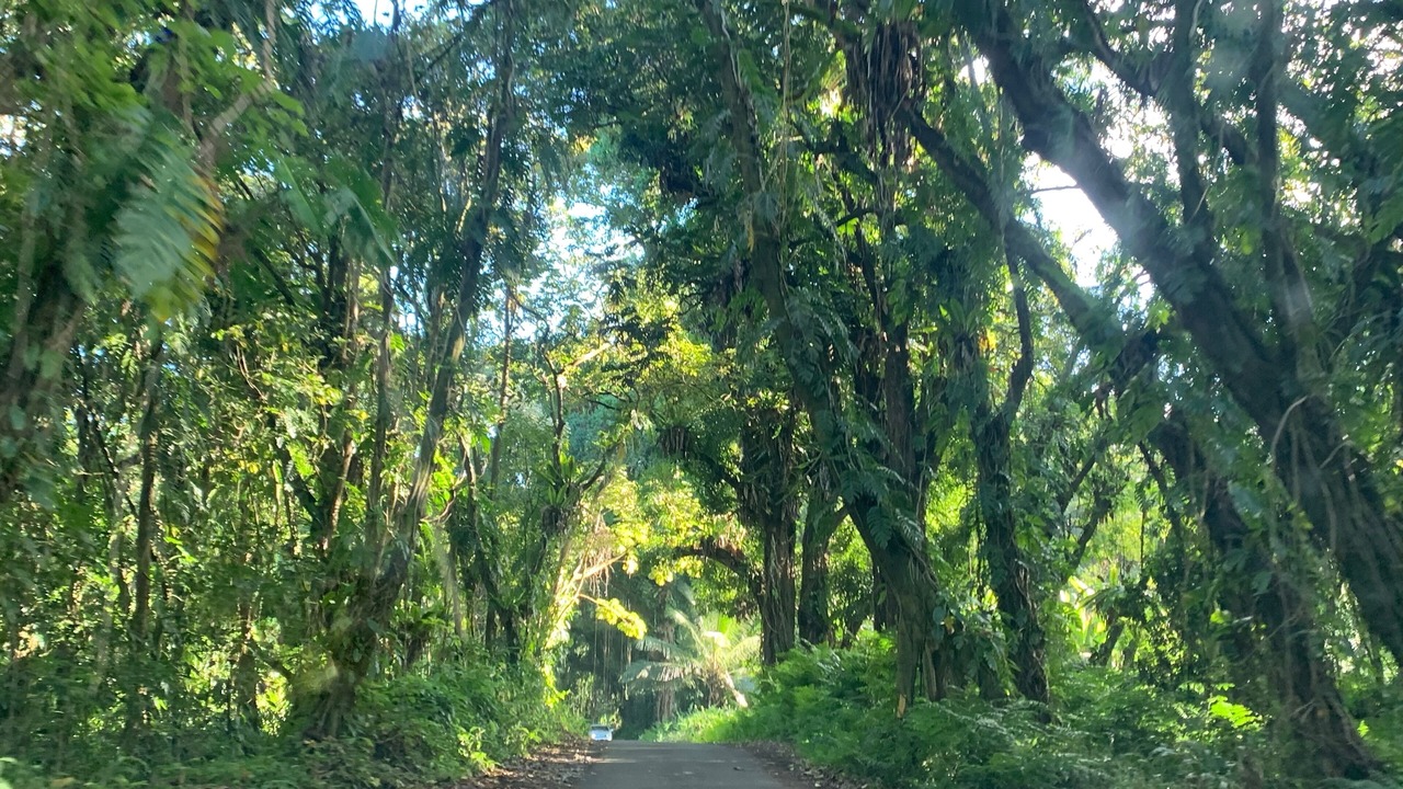 Photo of Outdoor in Orchidlands Estates