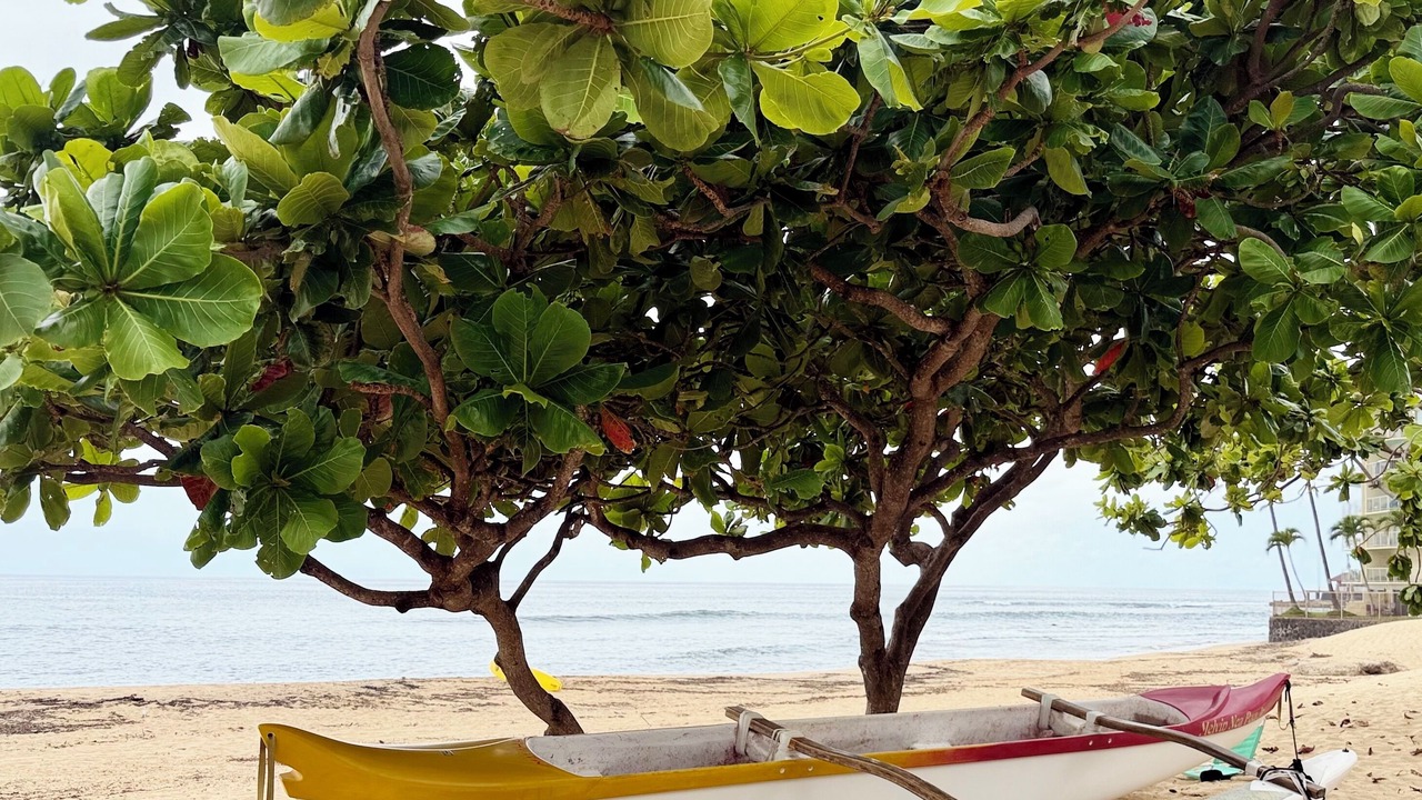 Photo of Others in Makaha