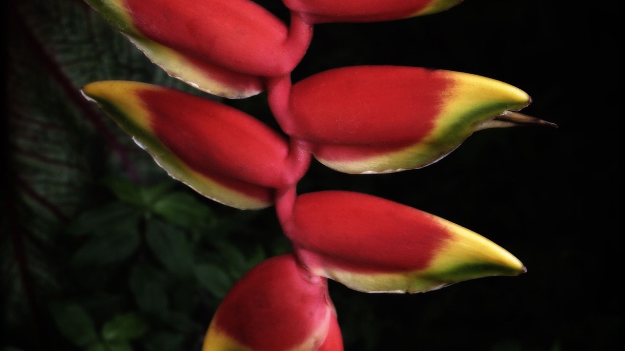 Photo of Outdoor in Honaunau-Napoopoo