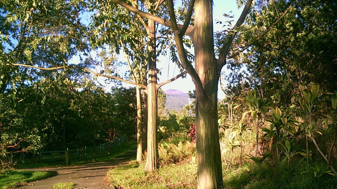 Photo of Outdoor in Holualoa