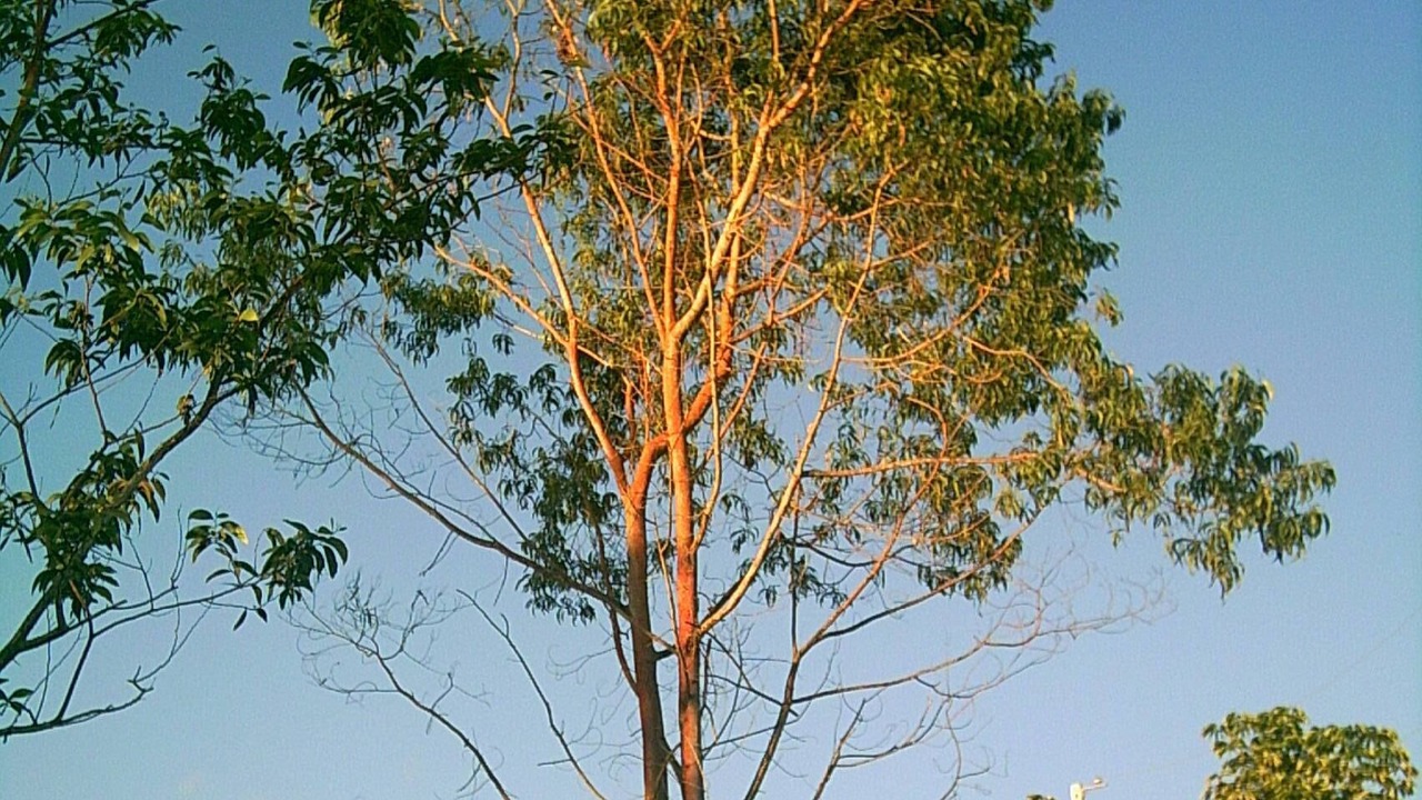 Photo of Outdoor in Holualoa