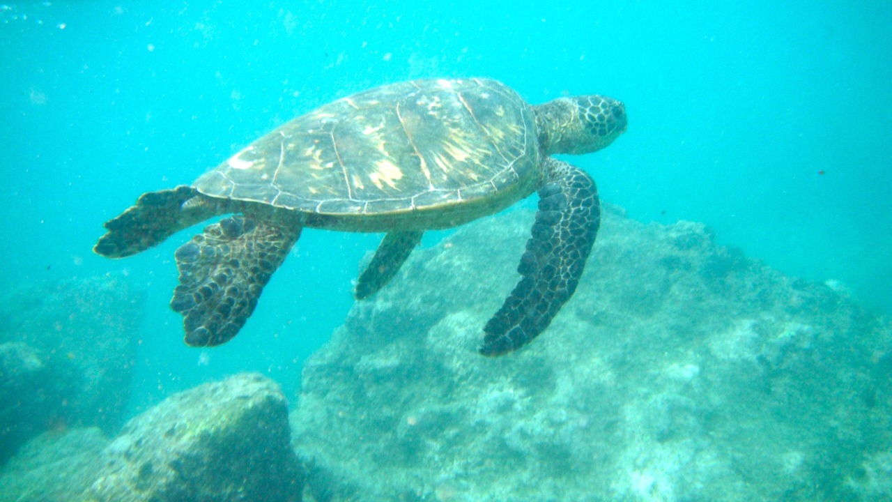 Photo of Others in Makaha