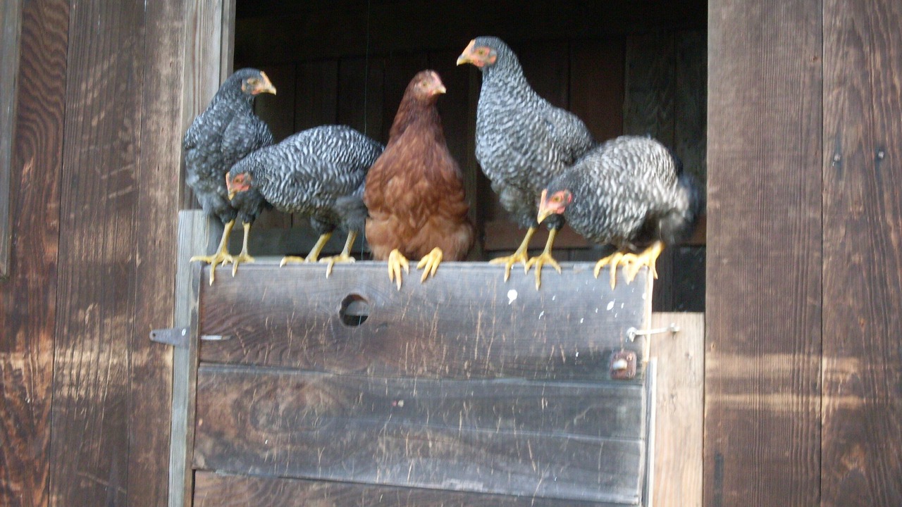 Photo of Others in Naalehu