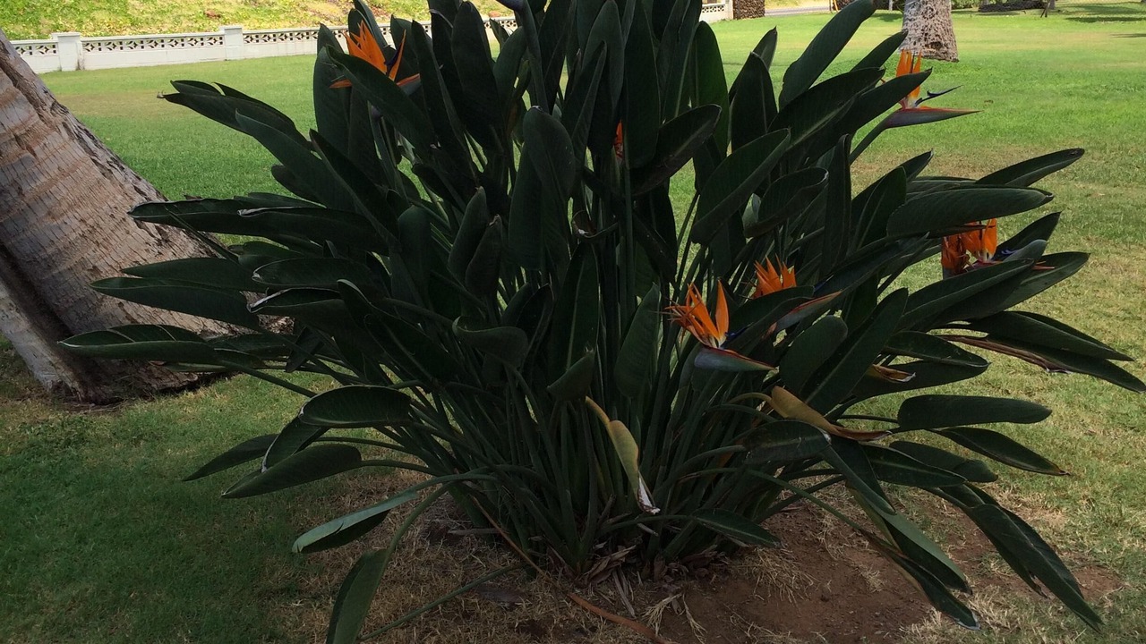 Photo of Others in Kihei