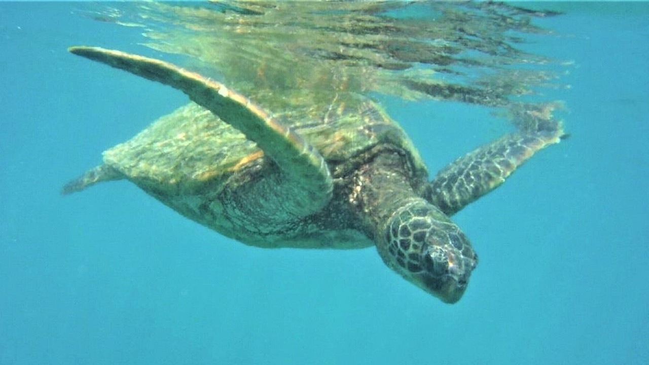 Photo of Outdoor in Napili