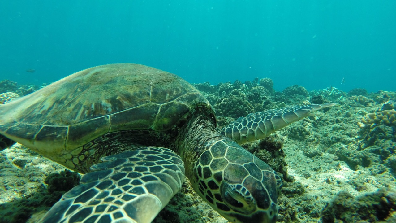 Photo of Others in Makaha