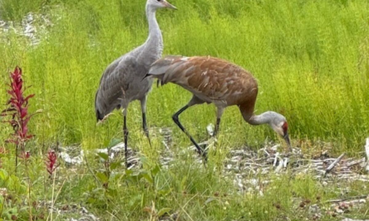 Photo of Others in Diamond Ridge