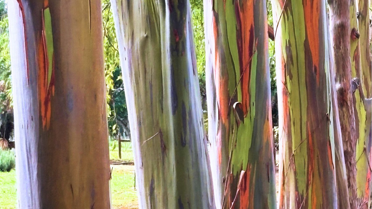 Photo of Others in Poipu