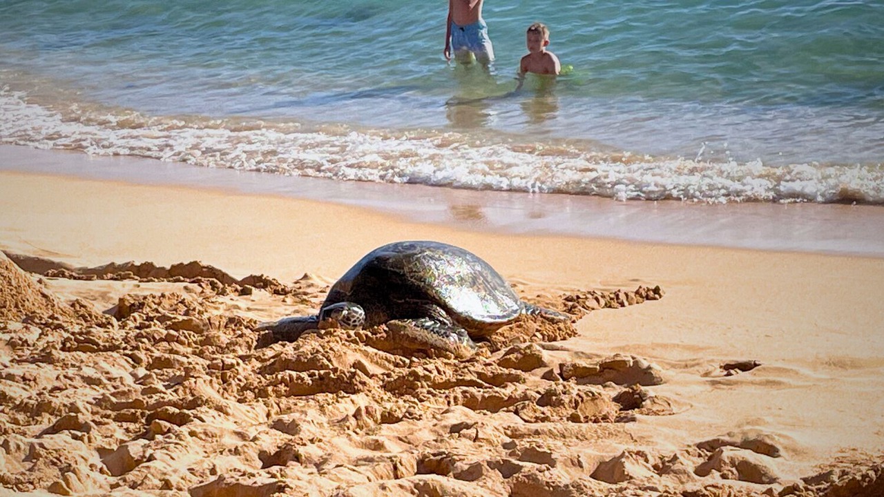 Photo of Others in Poipu