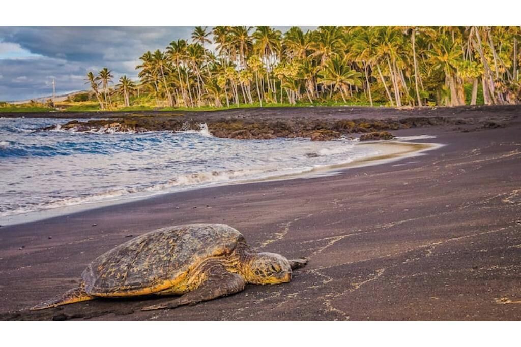 Photo of Others in Kona Palisades
