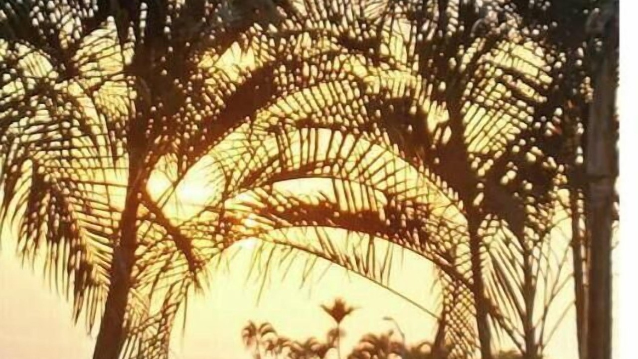 Photo of Others in Kona Palisades