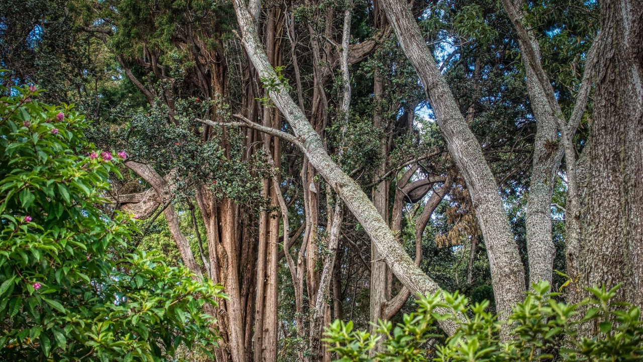 Photo of Outdoor in Volcano