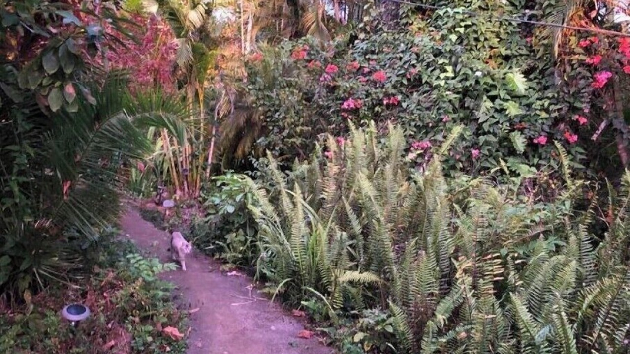 Photo of Outdoor in Kealakekua