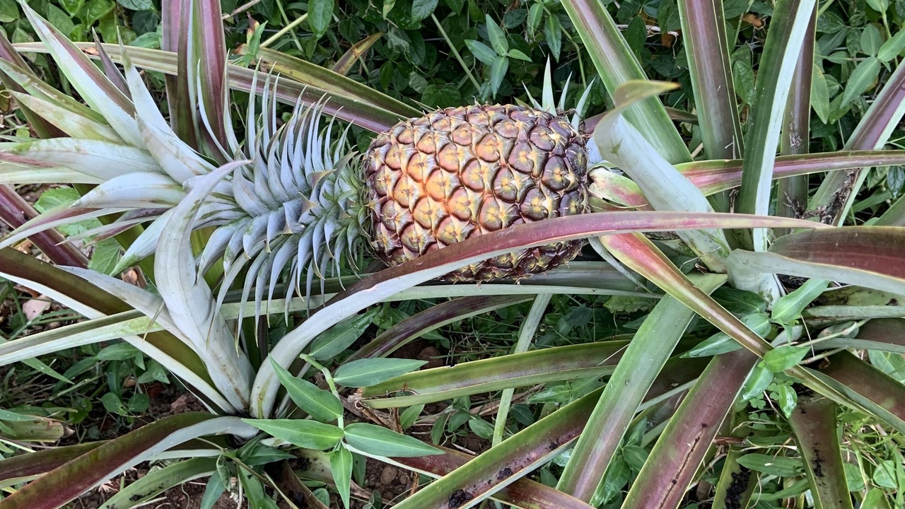 Photo of Outdoor in Keaau