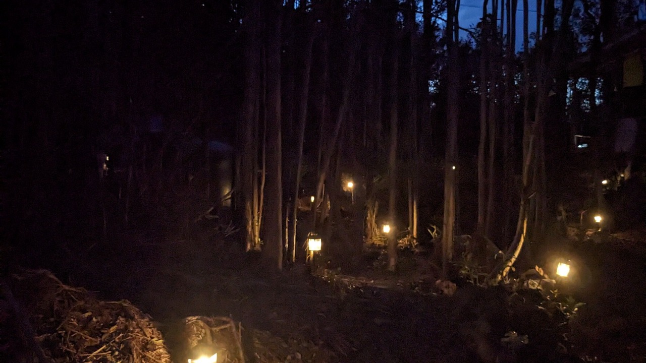 Photo of Others in Fern Forest