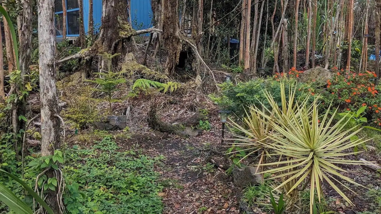 Photo of Others in Fern Forest