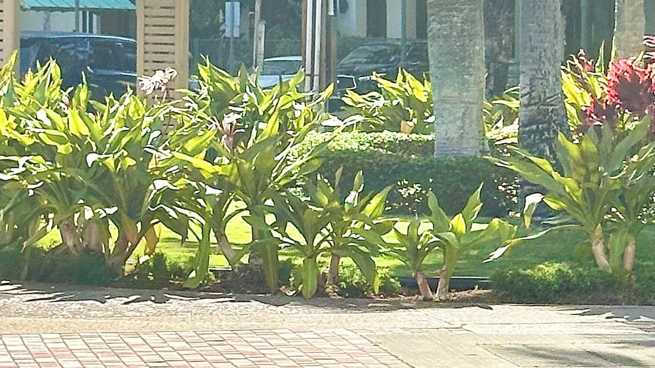 Photo of Outdoor in McCully - Moiliili