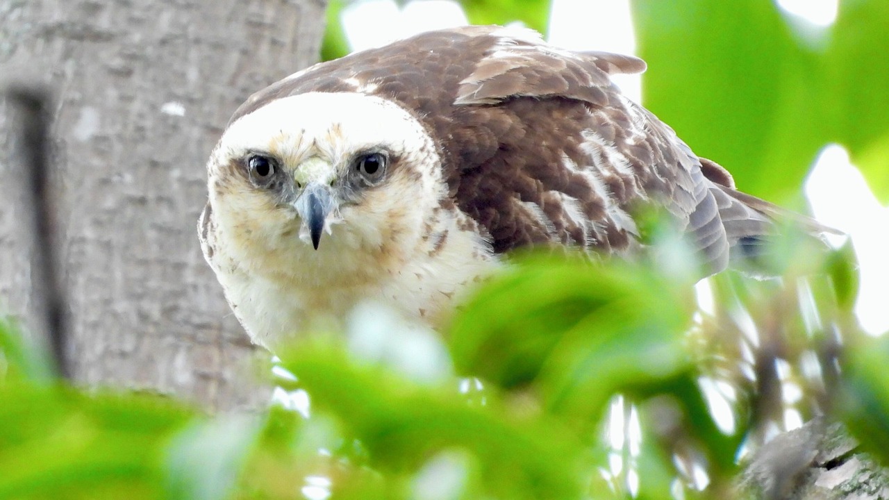 Photo of Others in Kona Palisades