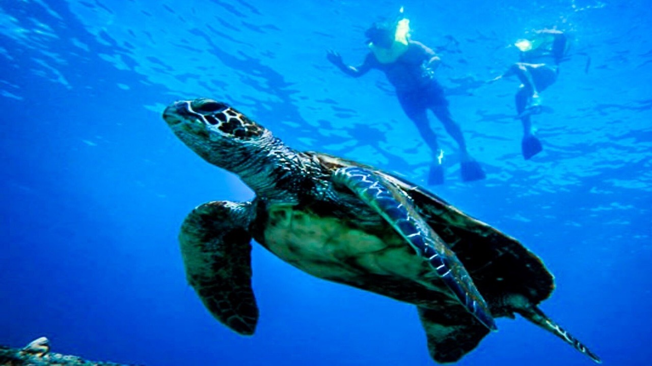 Photo of Others in Kihei