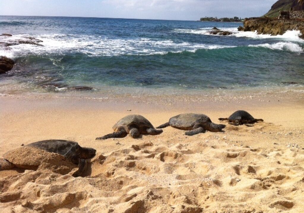 Photo of Others in Makaha
