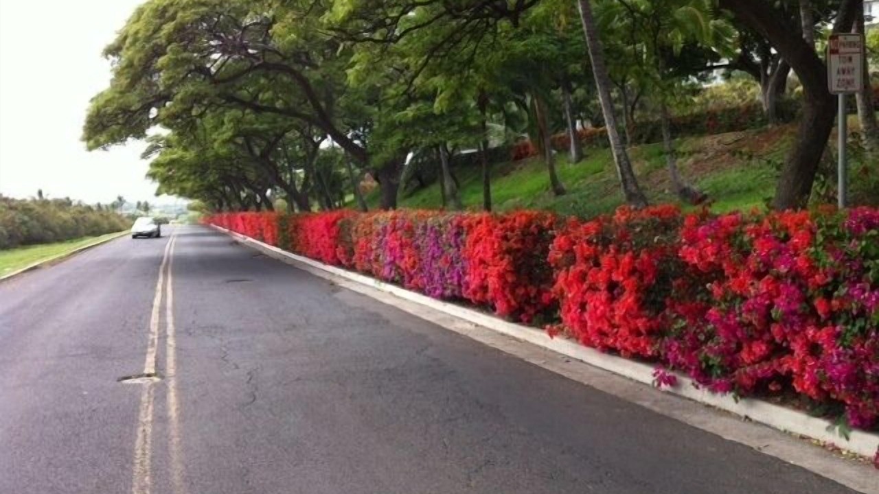 Photo of Outdoor in Makaha