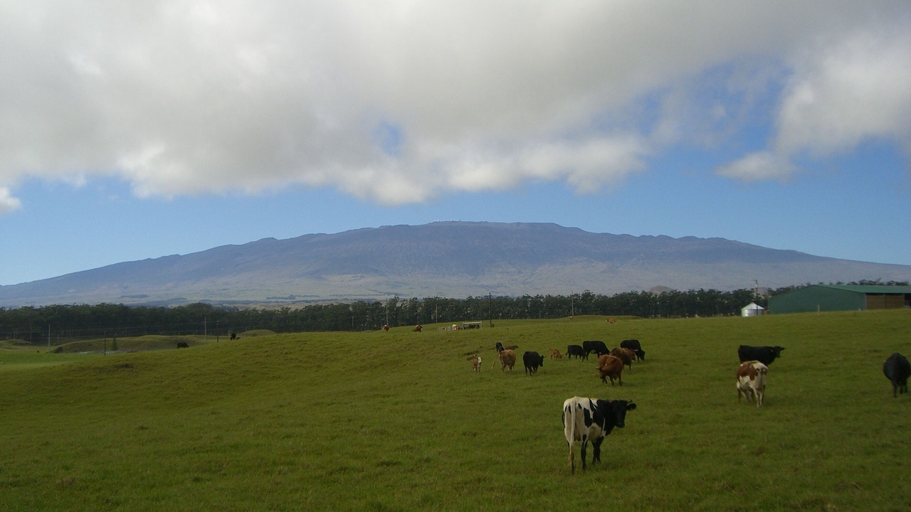 Photo of Others in Kamuela