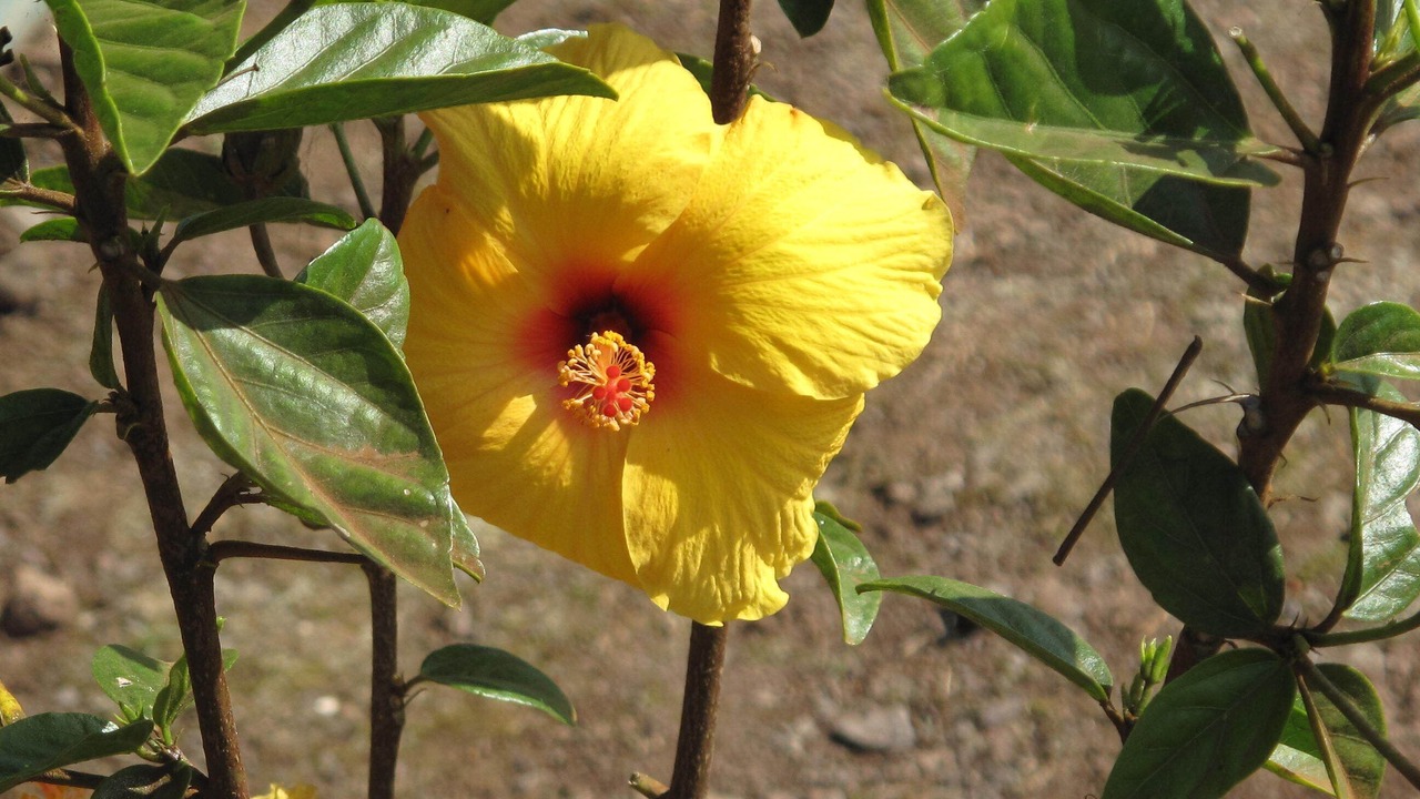Photo of Outdoor in Kamuela