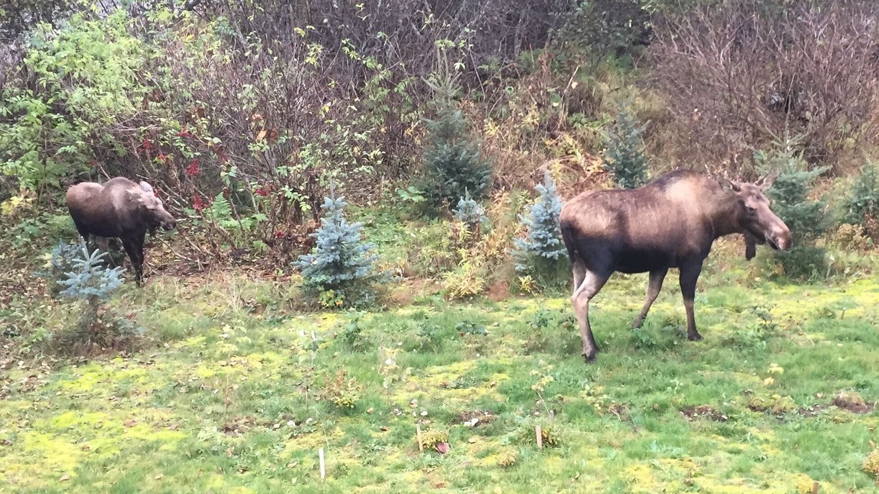 Photo of Others in Homer