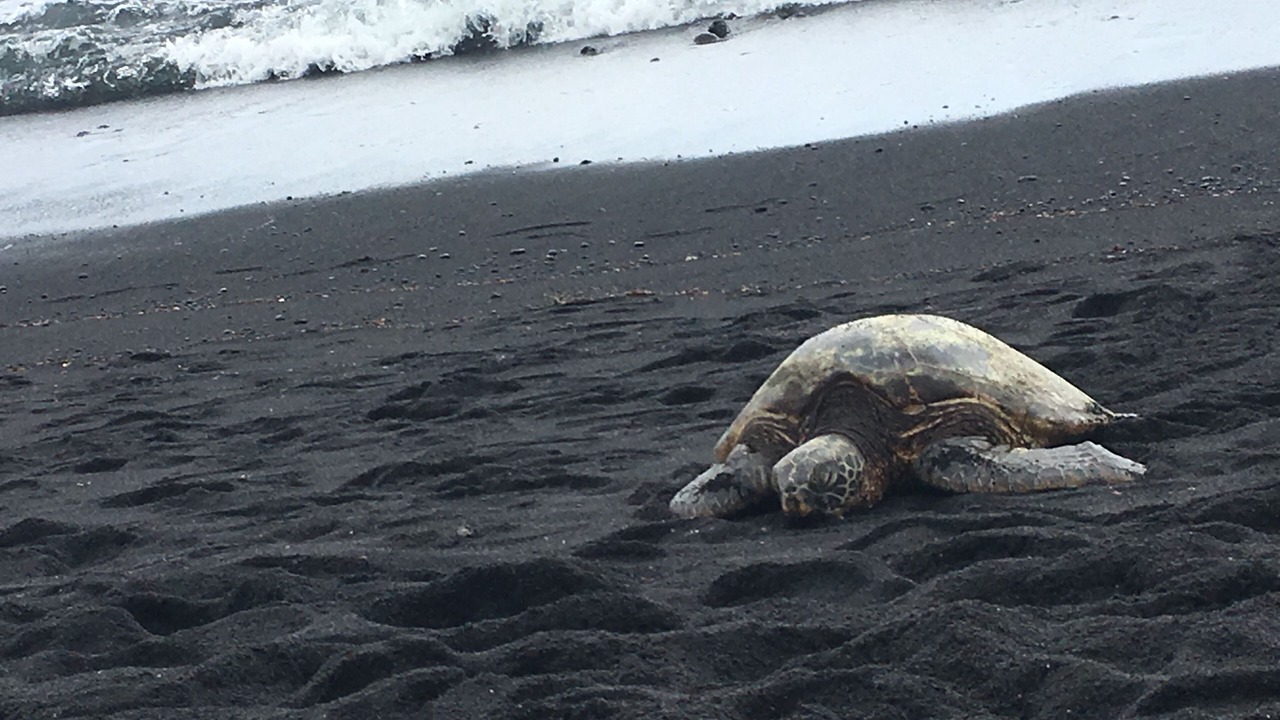 Photo of Others in Keaau