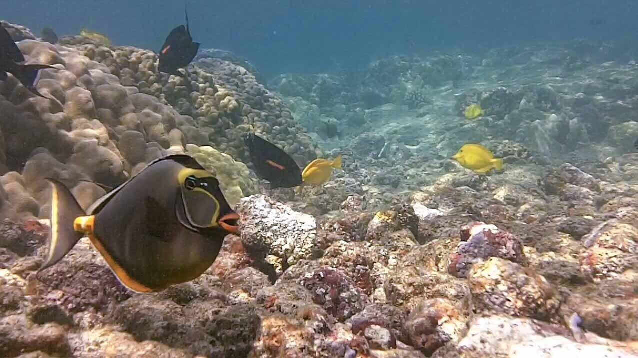 Photo of Others in Kahaluu Bay