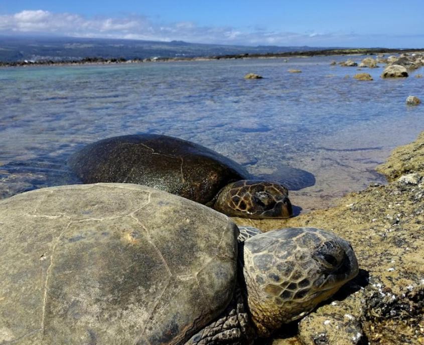 Photo of Others in Keaukaha
