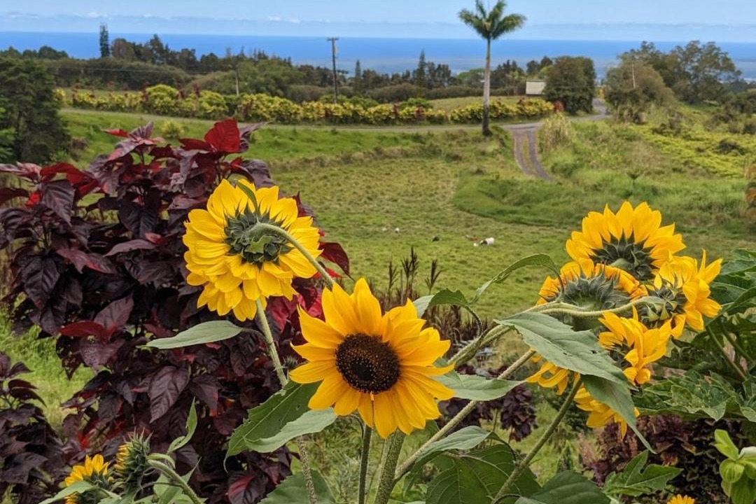 Photo of Others in Hilo