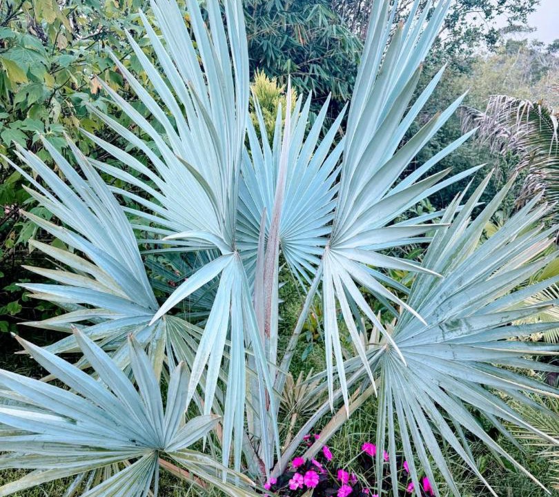 Photo of Outdoor in Hilo
