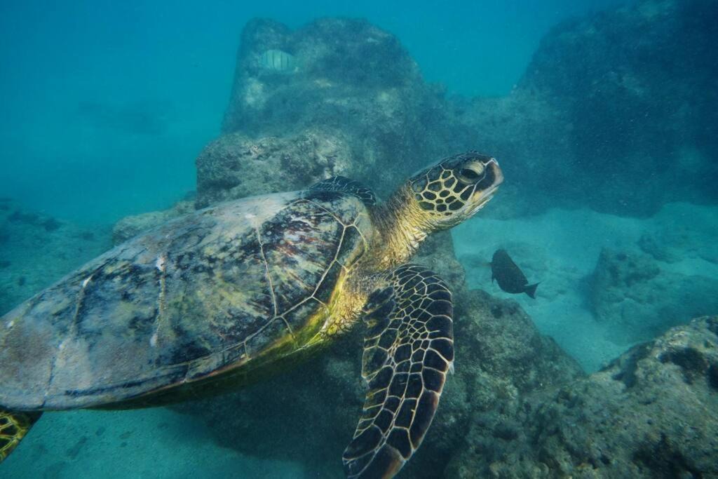 Photo of Others in Waikiki