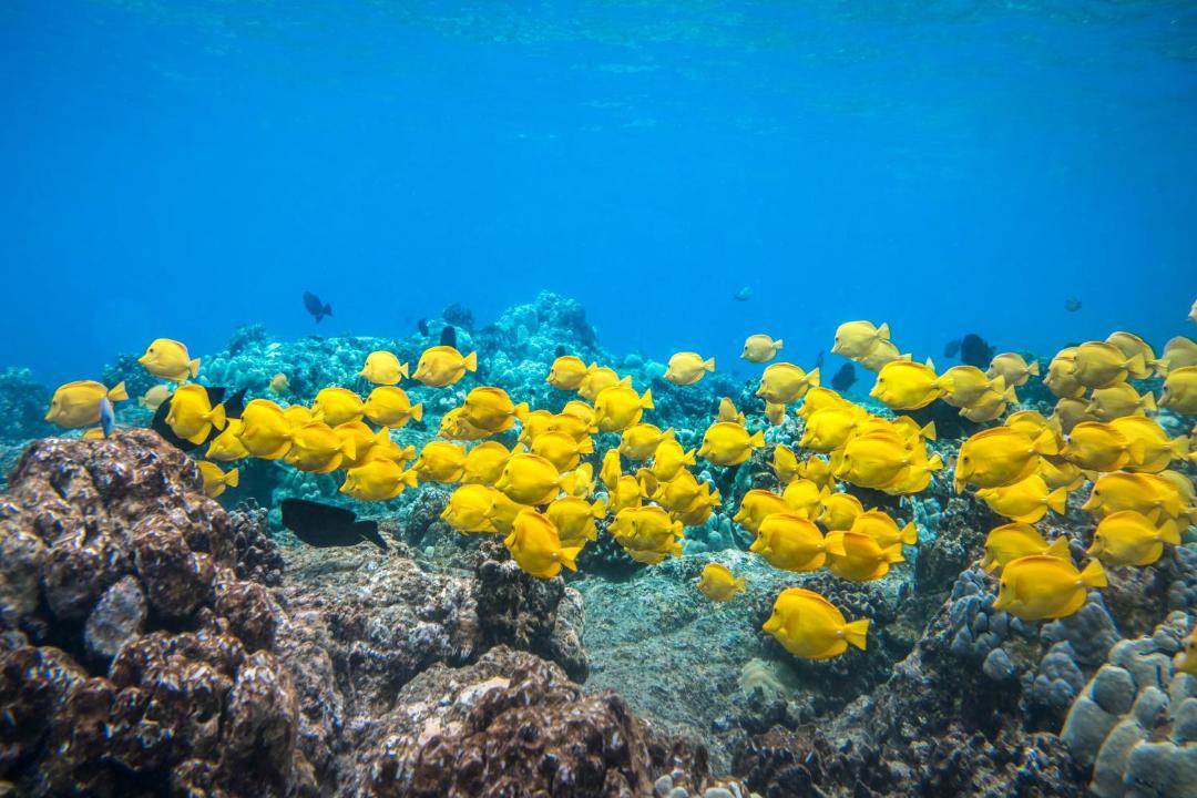 Photo of Others in Kailua-Kona